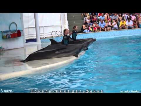Видео: дельфинарий 3 часть