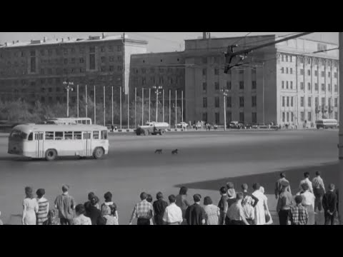 Видео: Веселые медвежата. Приключения медведей на улицах Новосибирска. Киножурнал 1965 г.
