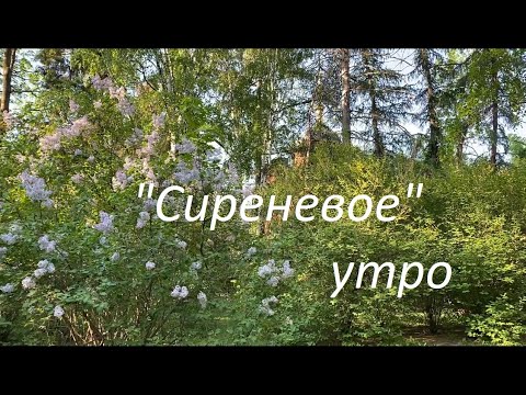 Видео: "Сиреневое" утро