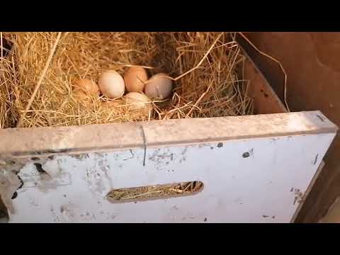 Видео: Овоскопирование куриных яиц под квочками на 19 день.