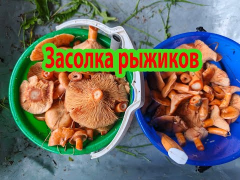 Видео: Маринуем рыжики горячим способом