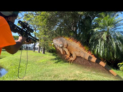 Видео: День 3. Активность игуан возрастает с наступлением тепла. Охота на игуан во Флориде.