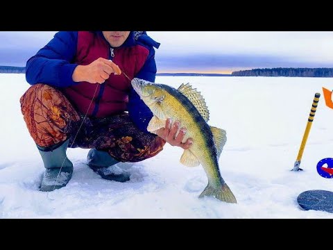 Видео: ТРОФЕЙНАЯ РЫБАЛКА С НОЧЁВКОЙ В ПАЛАТКЕ⛺ЖЕРЛИЦЫ РАБОТАЮТ