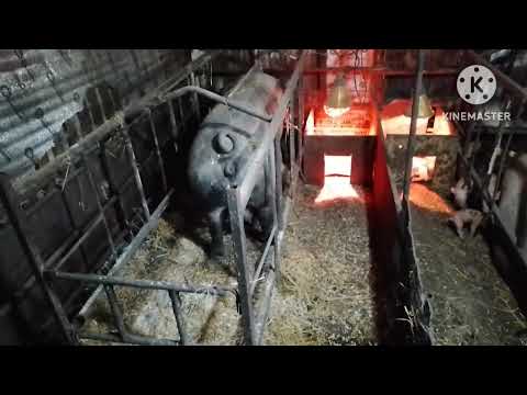 Видео: Ждём опорос пьетренши. Обзор поросят и свиноматок. Дюрка вылечил. 