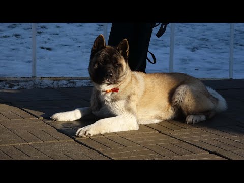 Видео: ДТ-106. Американская акита. Консультация.