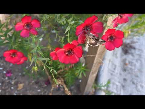 Видео: ПОСЛЕДНИЕ ДЕЛА НА ГРЯДКАХ. ЭКСПЕРИМЕНТ ПОД ЗИМУ.