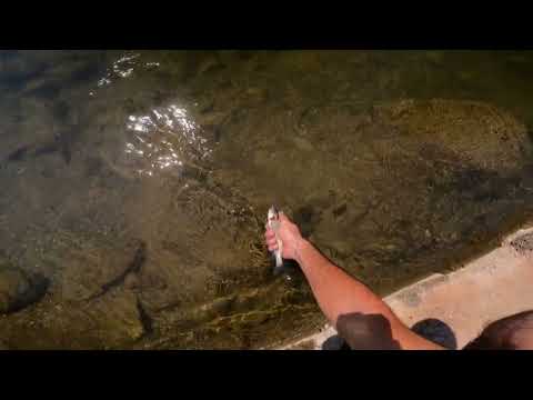 Видео: Мухарски риболов в бързея // Fly fishing in the rapids