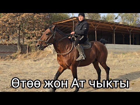 Видео: Бүгүн 7 ноября 2025 Өтөө жоон Ат сатуга чыкты #жылкыбазар #продажалошадей 