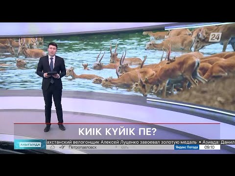Видео: Киік көбейіп барады | Анығында