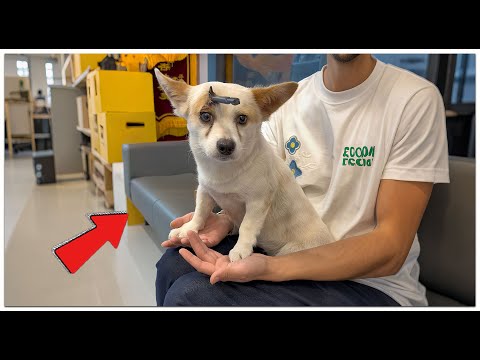 Видео: Я спас маленькую собачку, чью голову пронзила стрела.. #спасательныеработы #спасение #собака #жив...