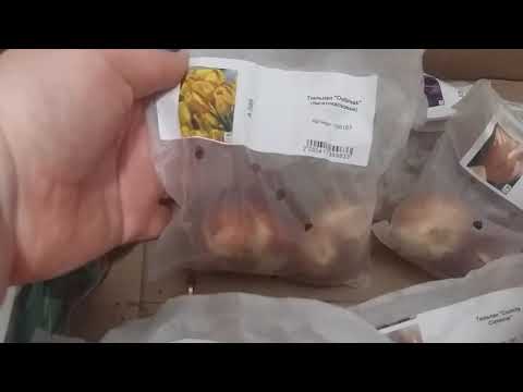 Видео: Відгук Агромаркет до замовлення №176157164563 від 27.10.25 (троянда, лаванда,тюльпани,насіння,бірки)