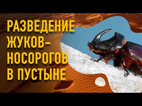 Видео: Разведение жуков-носорогов в пустыне. Дубай. ОАЭ