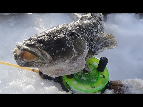 Видео: За самой страшной рыбой в Сибири. Рыбалка на паук.