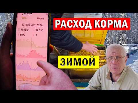 Видео: Что происходит с пчелами зимой? Сколько пчелы съели меда?