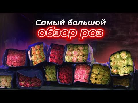 Видео: Самый большой обзор роз | 14 сортов роз | Цветы оптом | Плантация Bella Rosa | Эквадор