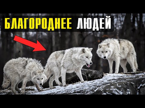 Видео: Законы волчьей стаи: 7 интересных фактов об иерархии волков