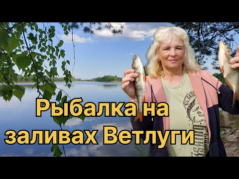 Видео: ДЕНЬ РОЖДЕНИЯ НА ВЕТЛУГЕ. РЫБАЛКА И УХА НА КОСТРЕ. ТРОФЕЙНЫЙ ЛЕЩ.