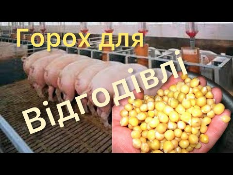 Видео: ГОРОХ для ВІДГОДІВЛІ, дешевий але ефективний БІЛОК❗️