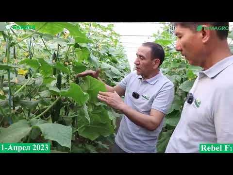 Видео: БОДРИНГ РЕБЕЛ F1 ҲАҚИДА ТАЖРИБАЛИ АГРОНОМ ФИКРИ (Cucumber Rebel F1-Sakata)