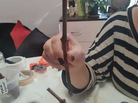 Видео: настольная прививка винограда 2025.Секреты успешного укоренения