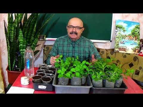 Видео: Чеканка, - главное условие получения шикарной ампельной петунии!