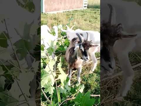 Видео: Козочки любят есть листья деревьев