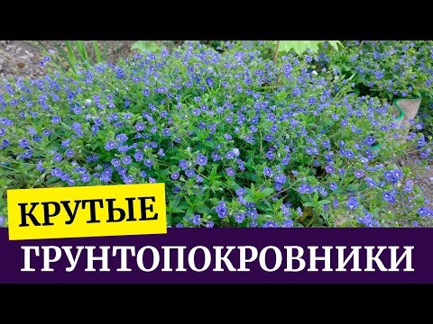 Видео: Крутые грунтопокровники. Флокс шиловидный, Вероники, Ясколка