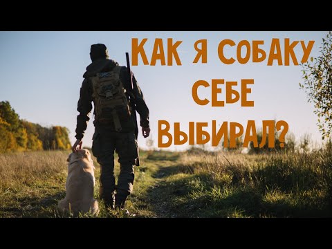Видео: Как я собаку для охоты выбирал
