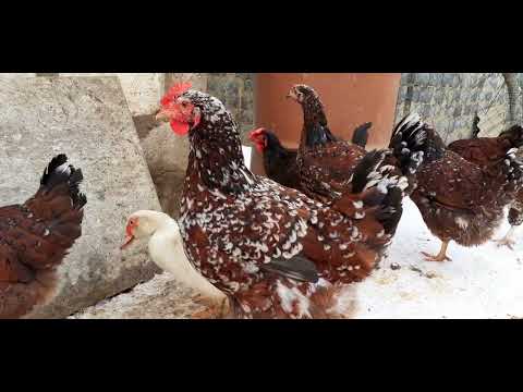 Видео: Ливенская ситцевая куры. Вопрос ситцевости