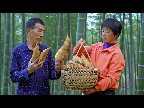 Видео: Свежие, сладкие, хрустящие и нежные. Зимние побеги бамбука копали один за другим.