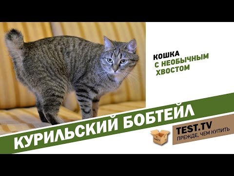 Видео: TEST.TV: Курильский бобтэйл кошка с необычным хвостом.
