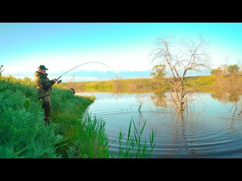 Видео: РЫБАЛКА БЛИЗ АЛМАТЫ/ ТРУДОВАЯ РЫБАЛКА на белого АМУРА/ озеро у БЕКША