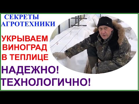 Видео: Зимнее укрытие винограда в теплице.