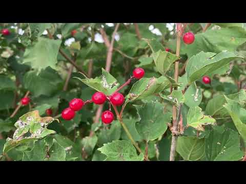 Видео: Летняя прогулка. Восхитительный закат солнца.