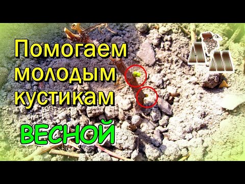 Видео: 🍇 Молодые кустики винограда не пробуждаются весной. Что делать?