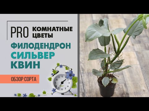 Видео: Филодендрон Сильвер Квин - поистине королевское растение | Как правильно ухаживать за филодендроном