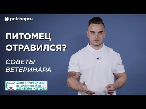 Видео: Что делать, если собака отравилась? Причины, симптомы и лечение при отравлении животного