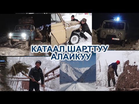 Видео: Кышы оор, катаал шарттуу Алайкуу | #Ынтымак