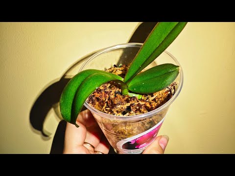 Видео: От ЭТОГО орхидеи ВЫМАХАЛИ за ДВА МЕСЯЦА/ орхидеям из фласки 2 месяца