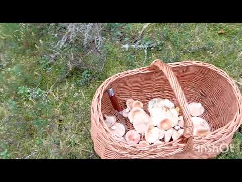 Видео: Вероятно заключительный визит за грибами (клюнет или нет )