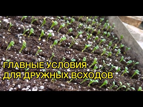 Видео: ЗОЛОТЫЕ ПРАВИЛА ПРОРАЩИВАНИЯ СЕМЯН!