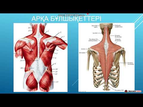 Видео: Беткей арқа бұлшықеттері. Арқа бұлшықеттері (musculi dorsi)