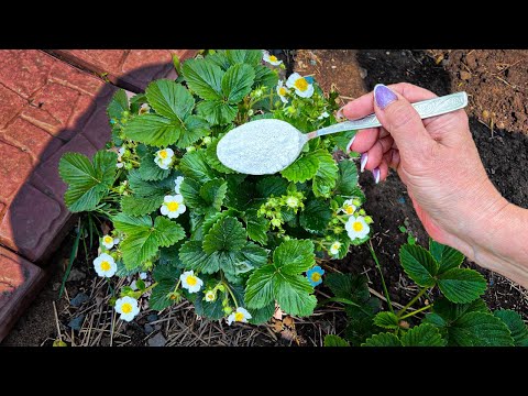 Видео: Всего 1 Ложку под клубнику. Она завалит вас ягодами. Срочно внесите уже сейчас под куст. Клубника