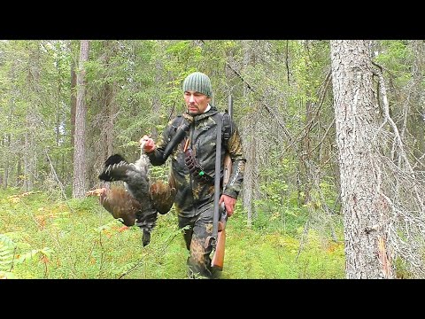 Видео: ОХОТА НА ГЛУХАРЯ / ТАКОГО ВПЕРВЫЕ ДОБЫЛ / ОТКРЫТИЕ ОХОТЫ НА БОРОВУЮ ДИЧЬ / ОБРАЩЕНИЕ К ЗРИТЕЛЯМ.