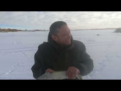 Видео: Впервые вижу как судак на кукурузу клюнул