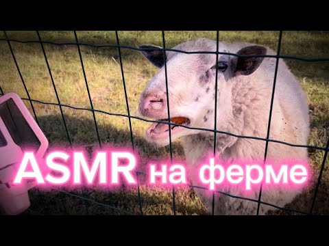 Видео: АСМР НА ФЕРМЕ 🌾🐑 // ASMR ON THE FARM 🌾🐑