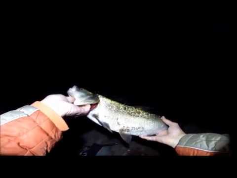 Видео: Жерех.  Приманки.  Pontoon 21 "Dexter minnow" Asp fishing tonight.