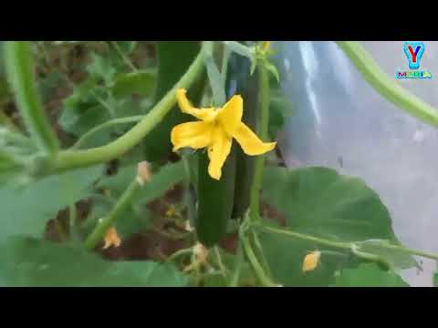 Видео: бодринг парник