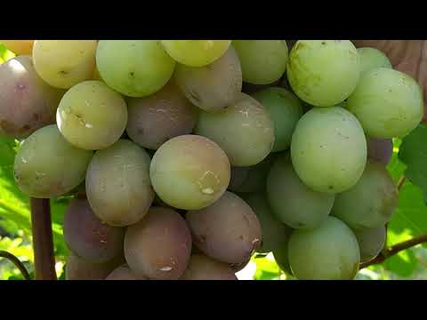 Видео: В гостях у Калугина В.М  21.08 2020г 1-Серия