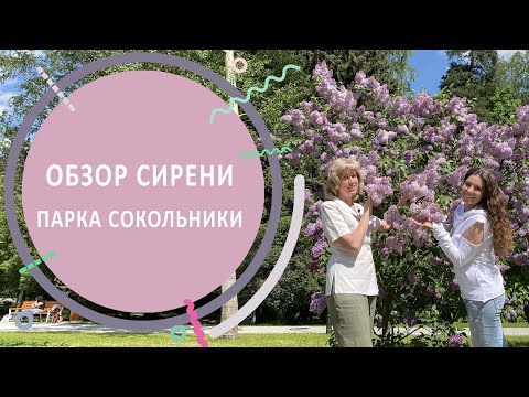 Видео: Обзор сиреневого сада парка Сокольники